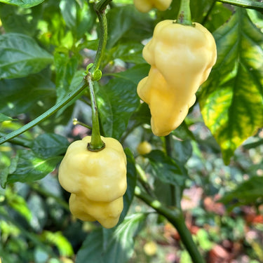 WhyNot - Seeds - The Pepper Pantry (Formerly Marie Sharp's)